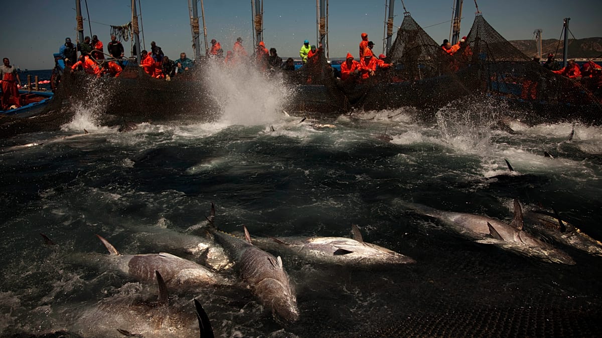 6 de cada 10 jóvenes en España pagarían más por pesca responsable