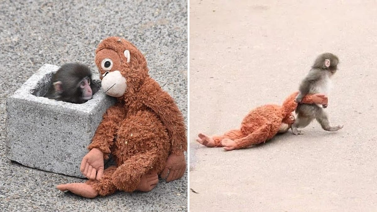 Cómo un macaco abandonado y amante de los peluches se convirtió en el mono más querido de Internet