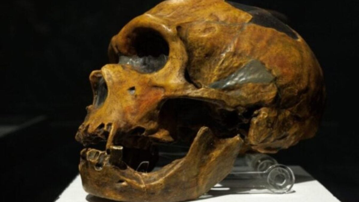 La ciencia propone que los neandertales no murieron como especie, sino que se fusionaron con nosotros. Su legado sigue vivo en el ADN de los humanos modernos