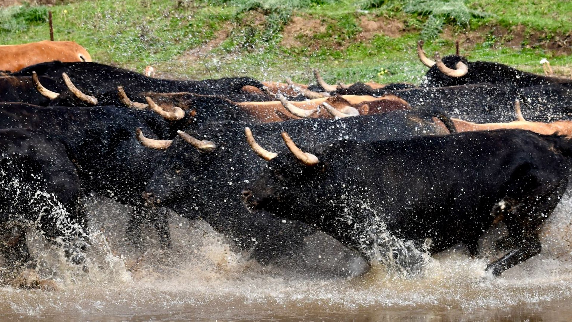 El tren de borrascas anega las ganaderías de toros bravos y amenaza las primeras ferias: "La situación es dramática"