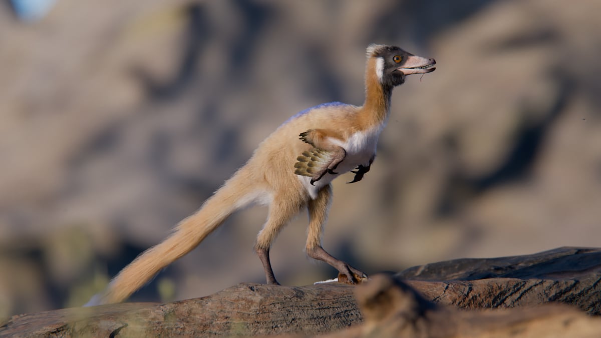 Un dinosaurio del tamaño de una gallina y emparentado con el T. rex derriba la hipótesis de que encogieron | Ciencia