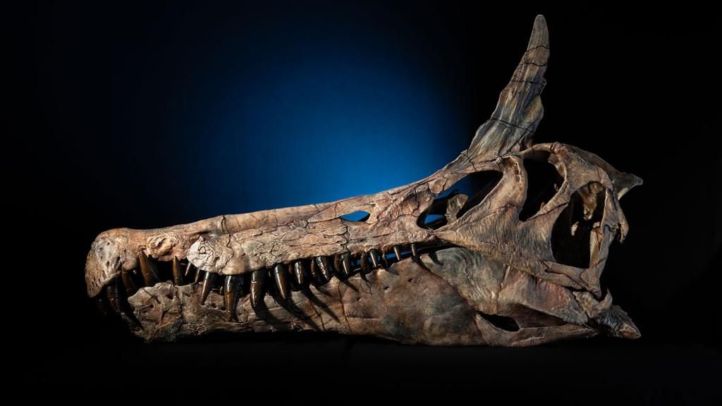 Un espinosaurio con cresta en la cabeza y hallado tierra adentro sacude a la paleontología