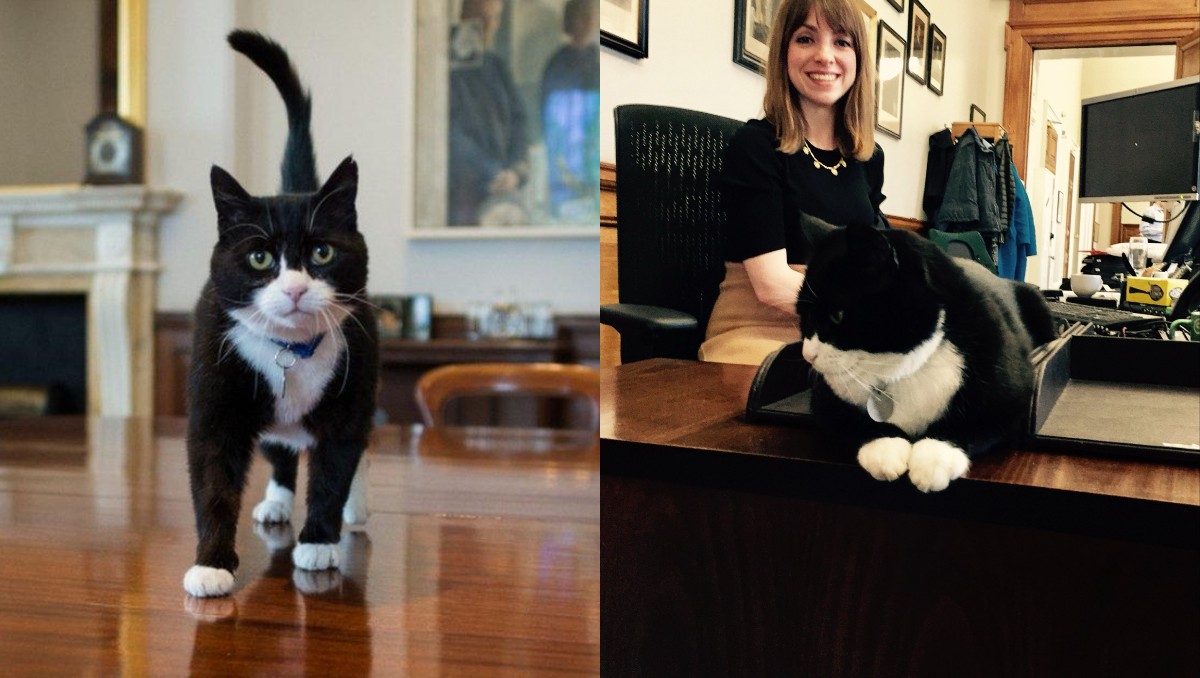 muere Palmerston, el gato diplomático británico- Grupo Milenio
