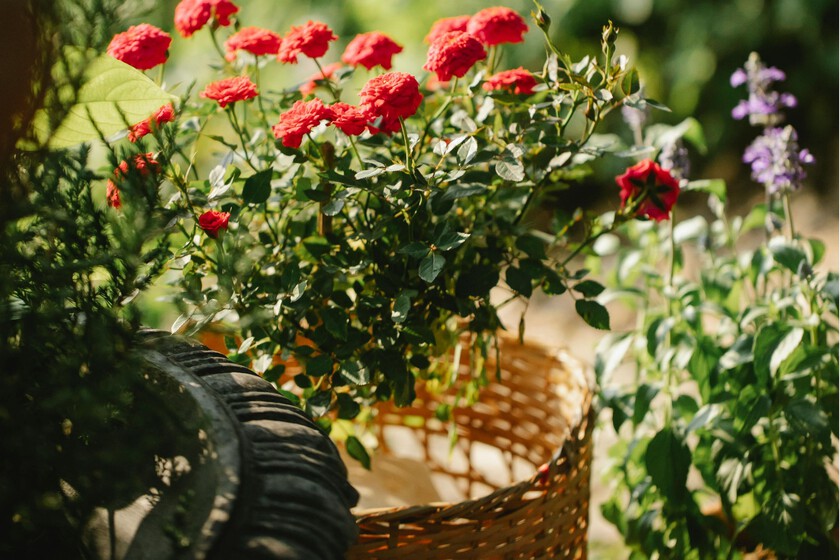 Tres flores para sembrar en marzo y transformar la terraza en un pequeño jardín mediterráneo