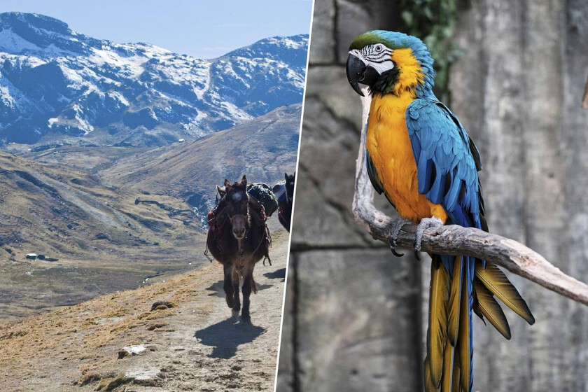 la asombrosa red de comercio de plumas que existió antes de los Incas