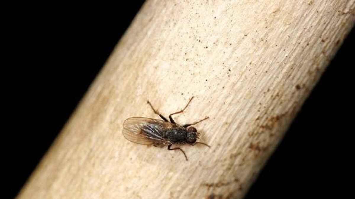 descubren en la Amazonía un insecto que engaña a los depredadores