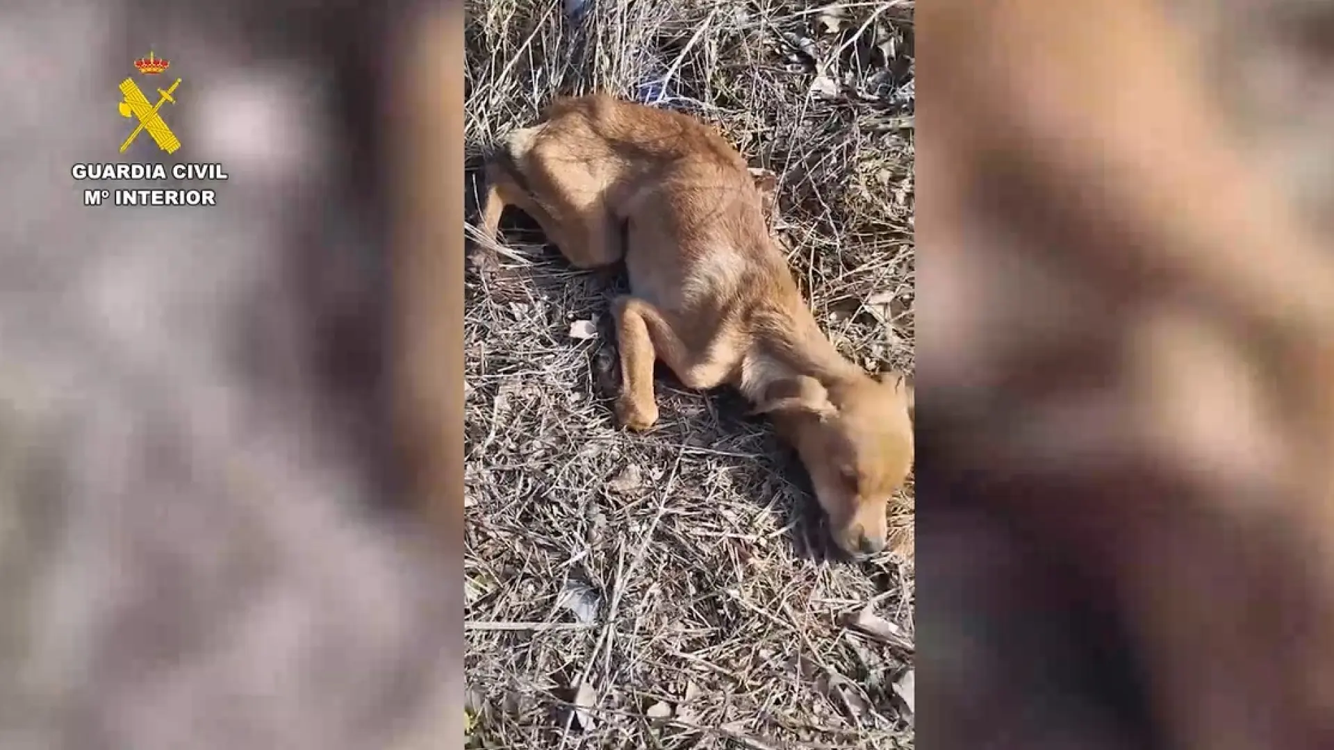Investigan a tres personas en Caravaca por abandono y maltrato animal