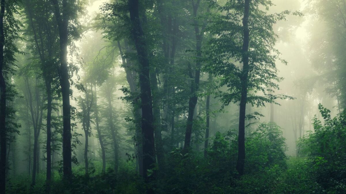 Por primera vez en más de 150 años detectan en un bosque a una desaparecida criatura que se creía extinta