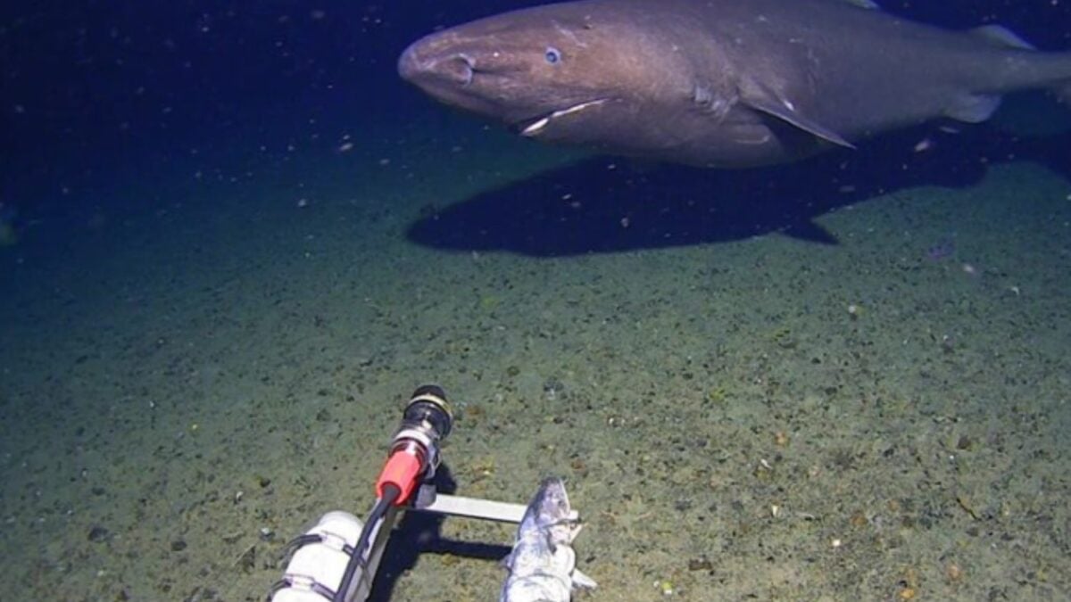Una cámara submarina grabó algo que los científicos no esperaban ver en la Antártida. Un tiburón dormilón nadando en aguas casi congeladas