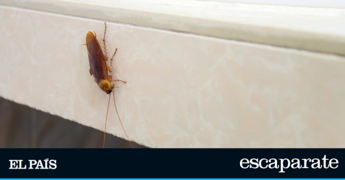Di adiós a las cucarachas: basta con una gota de este producto para acabar con decenas de ellas | Estilo de vida | Escaparate