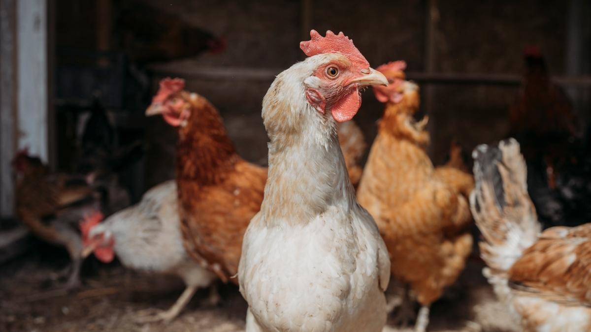 tener gallinas para autoconsumo sin registrarlas es una infracción con multas de hasta 3.000 euros