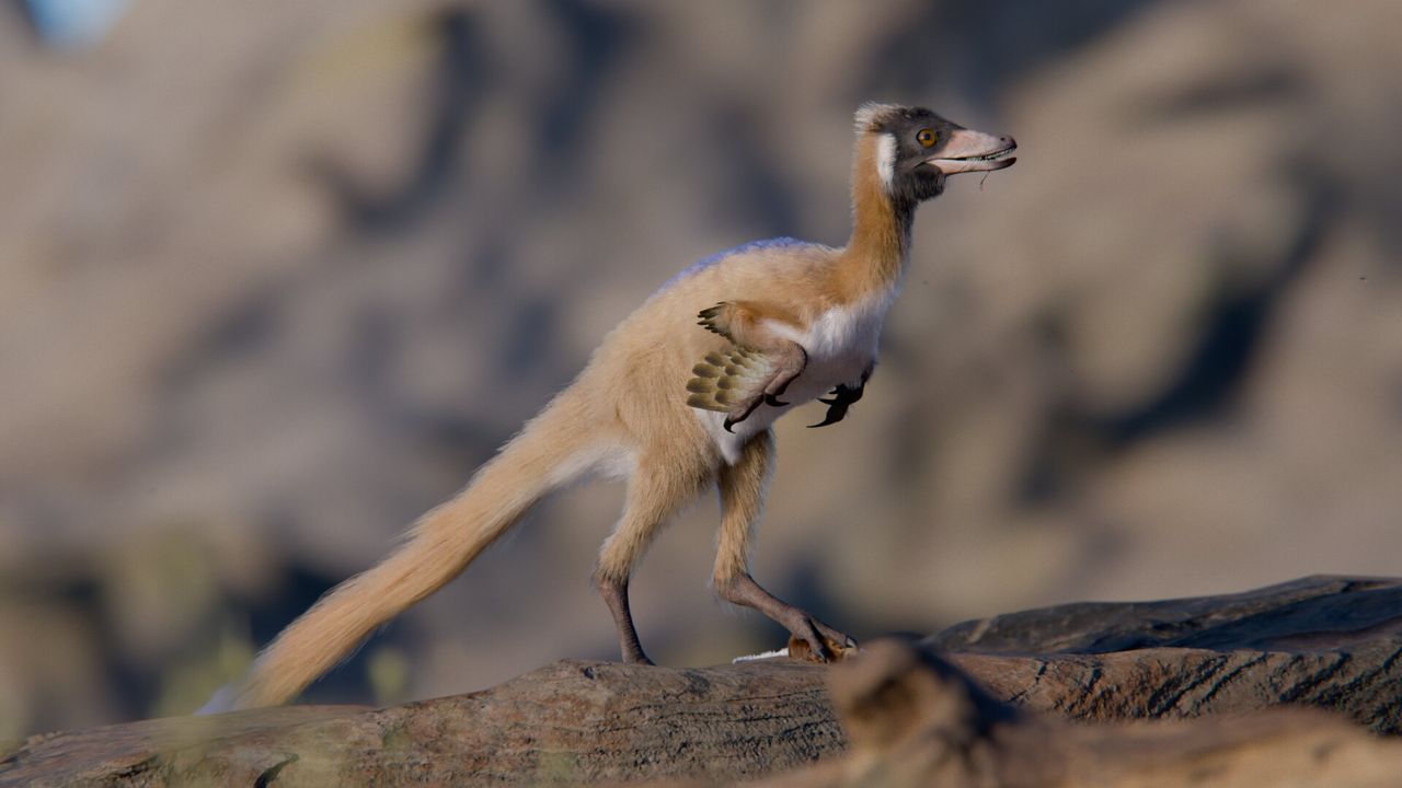 Un pequeño dinosaurio argentino parecido a un ave es la “Piedra Rosetta” para entender a los terópodos más misteriosos