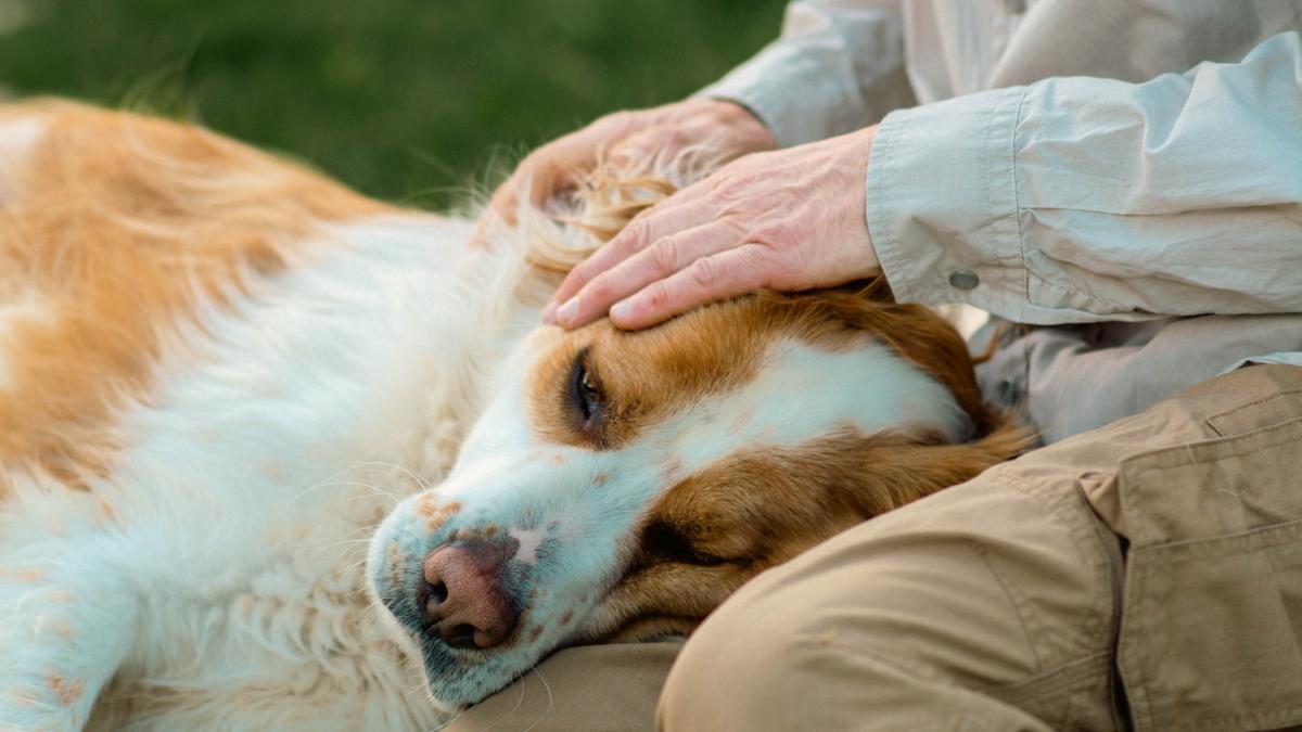 Ayuso se niega a crear un hospital veterinario público para familias con dificultades económicas